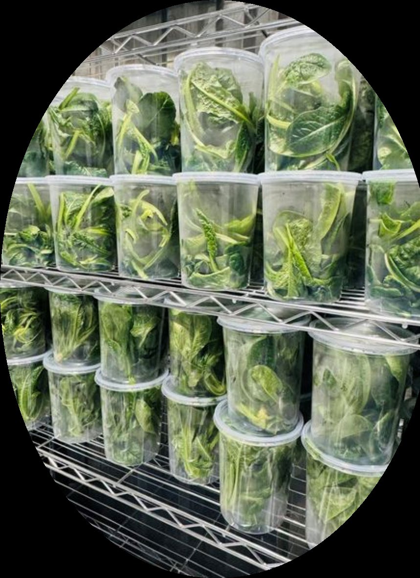 Fresh lettuce